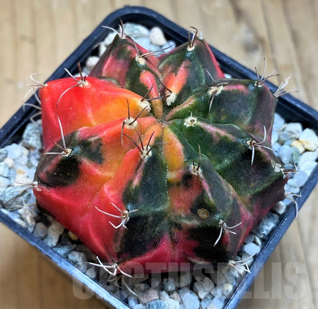 SH19839 Gymnocalycium mihanovichii 'Pink Tiger' - Obrázek 2