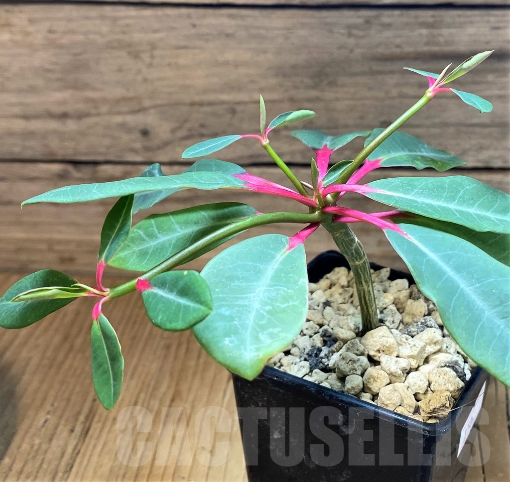 SH19912 Euphorbia bongolavensis - Imagen 2