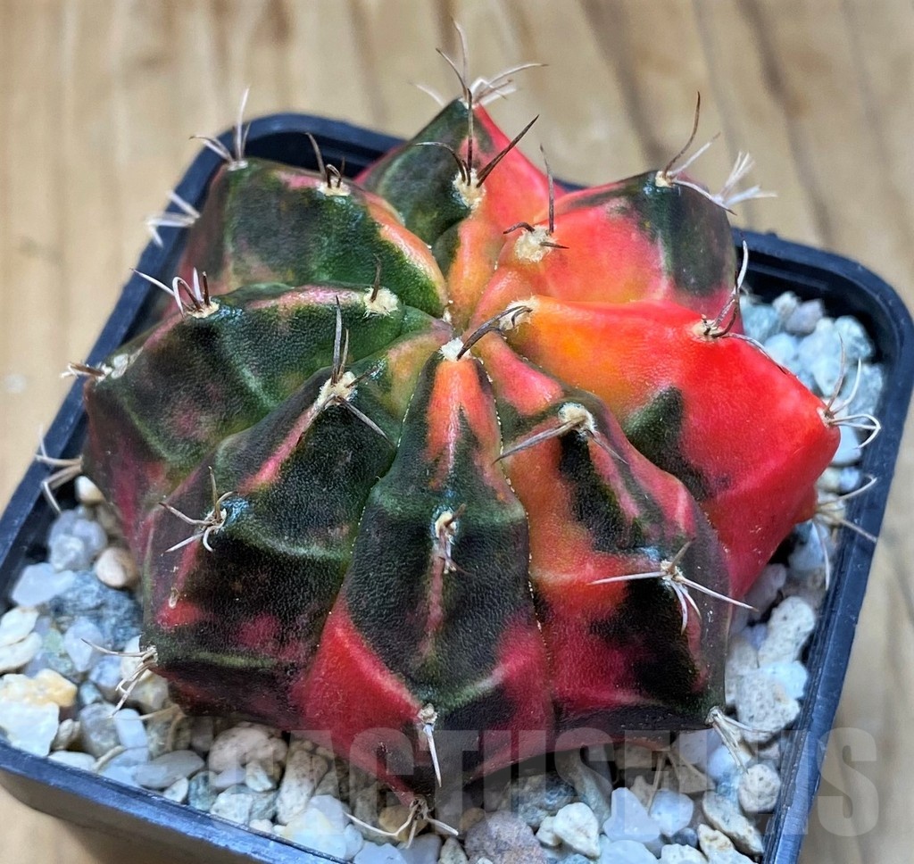 SH19839 Gymnocalycium mihanovichii 'Pink Tiger'