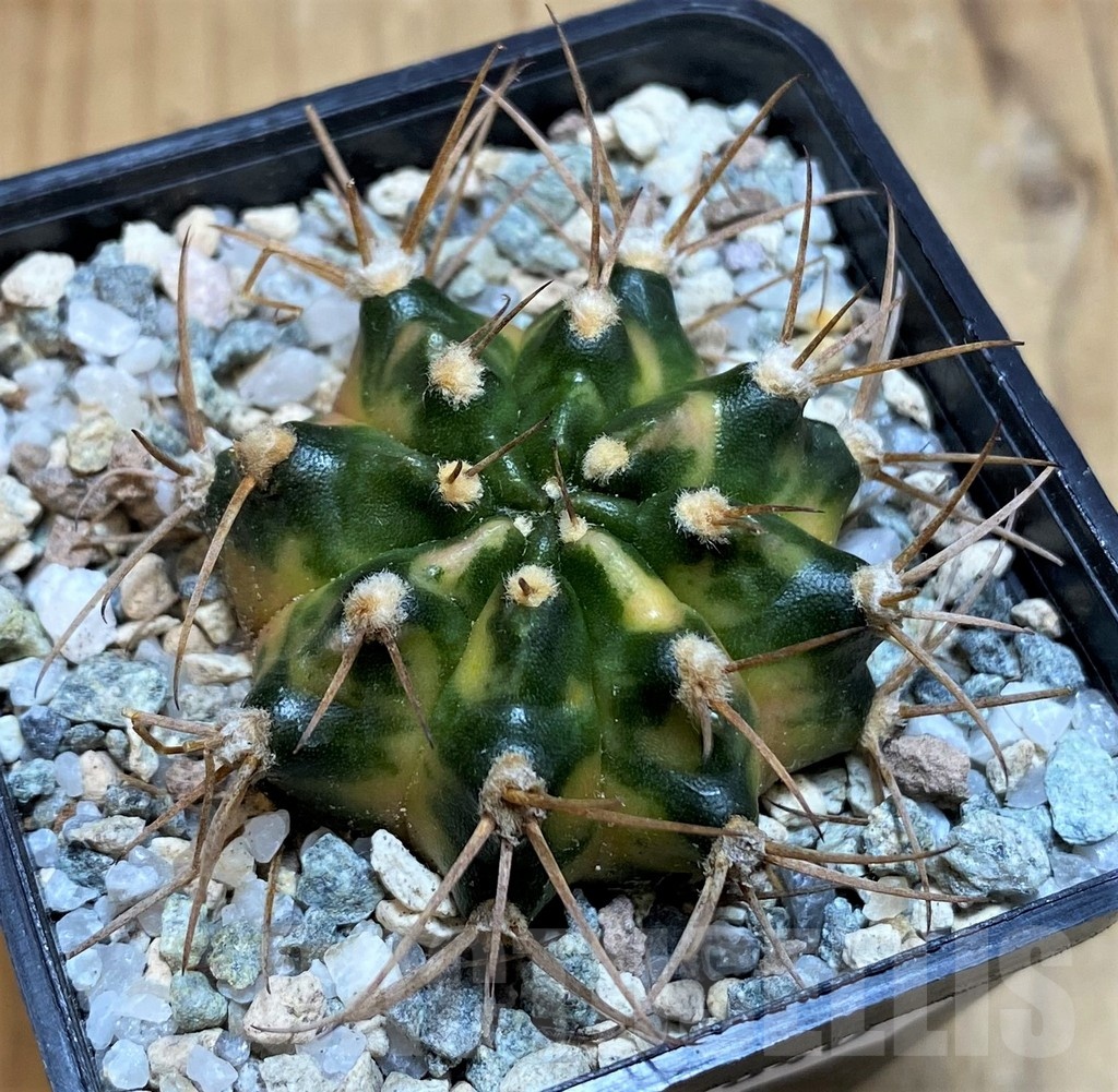 SH19840 Gymnocalycium mihanovichii 'Black Cram' – Image 2