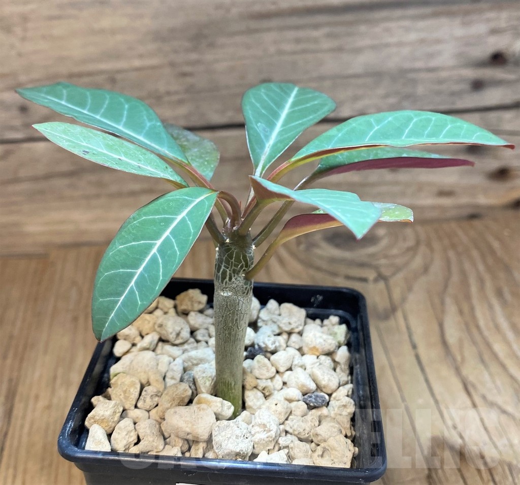 SH19913 Euphorbia millotii