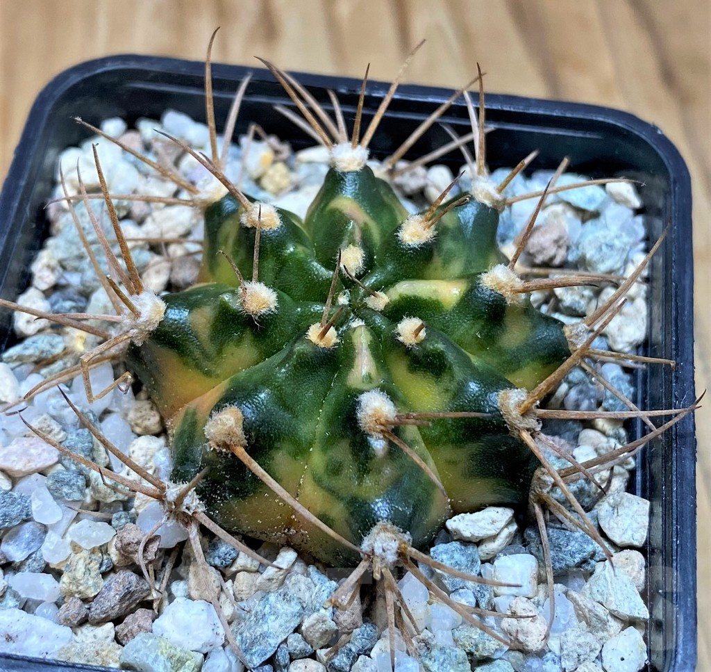 SH19840 Gymnocalycium mihanovichii 'Black Cram'