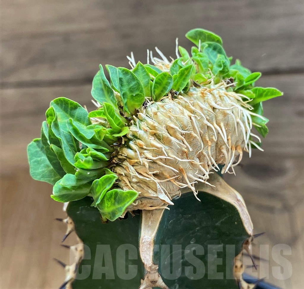 SH19914 Euphorbia guillauminiana f. cristata, grafted - Image 2