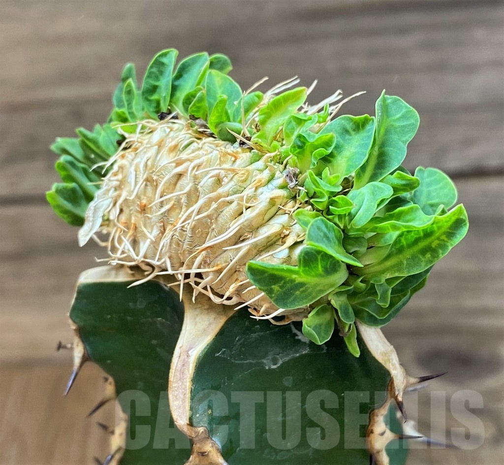 SH19914 Euphorbia guillauminiana f. cristata, grafted