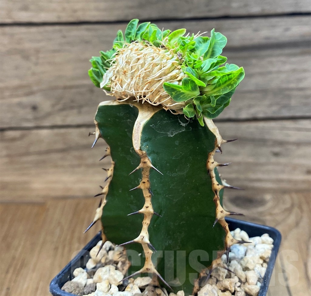 SH19914 Euphorbia guillauminiana f. cristata, grafted - Image 3