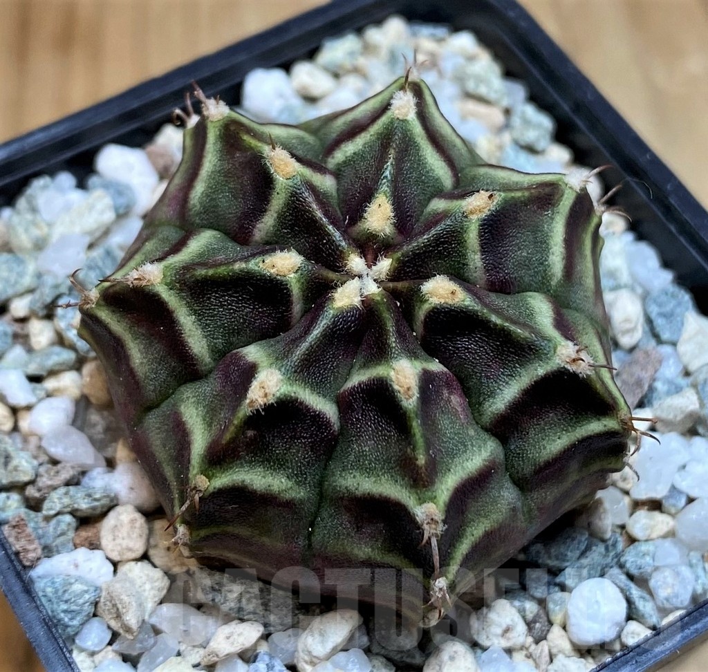 SH19842 Gymnocalycium mihanovichii 'The Angel' - Obrázek 2