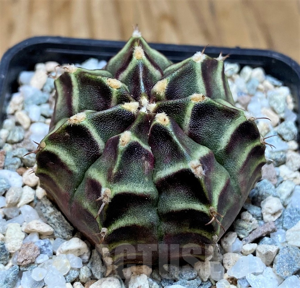 SH19842 Gymnocalycium mihanovichii 'The Angel'
