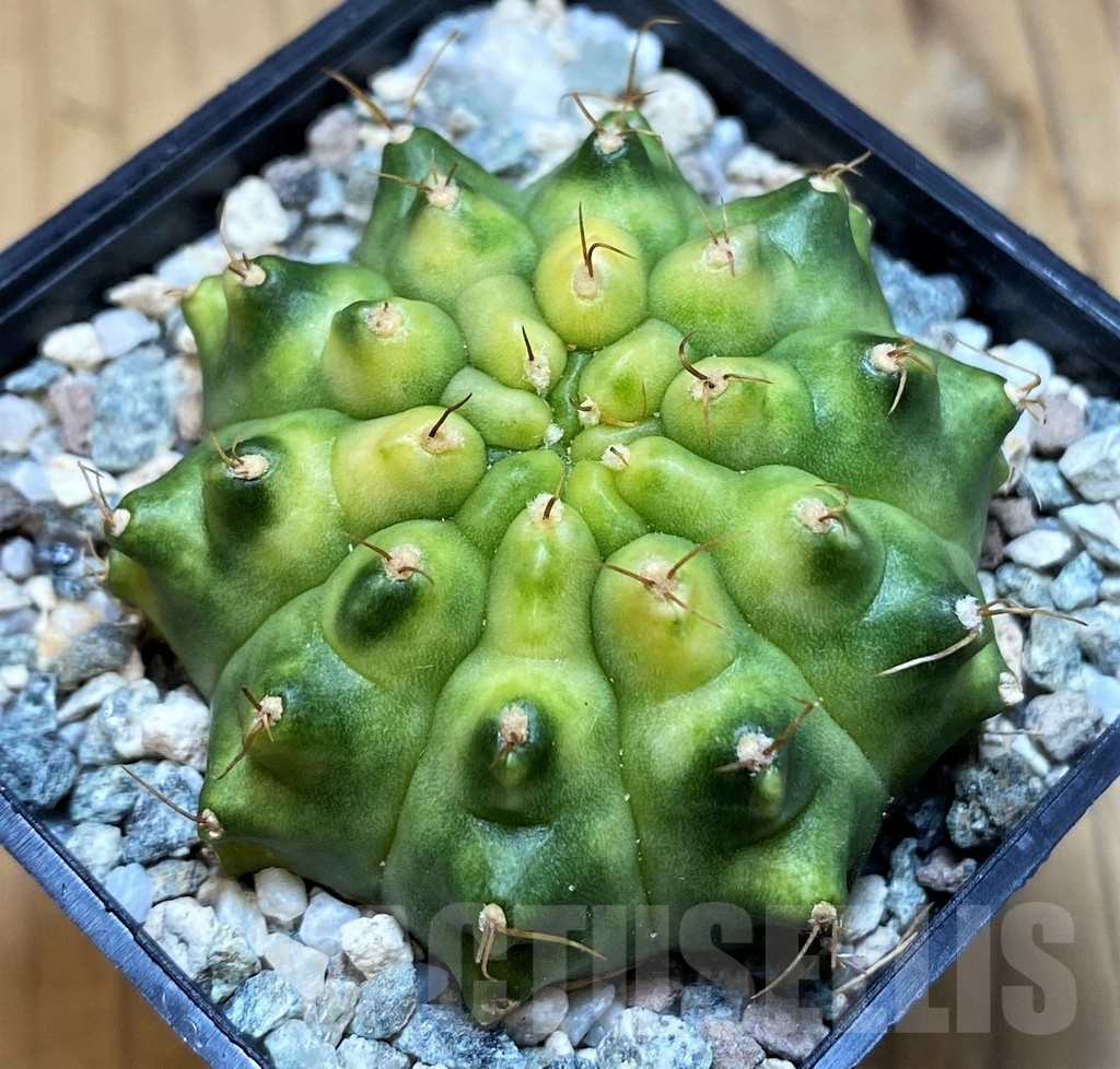 SH19843 Gymnocalycium mihanovichii 'Krataewat'