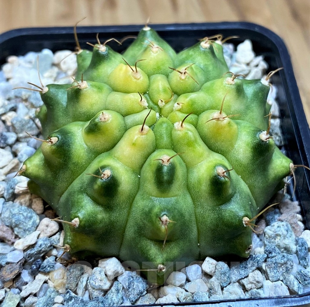 SH19843 Gymnocalycium mihanovichii 'Krataewat' - immagine 2