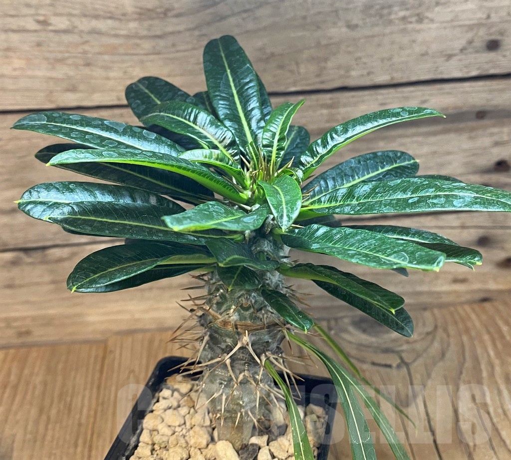 SH19917 Pachypodium lamerei f. monstrosa, ex Cock , grafted - Image 2