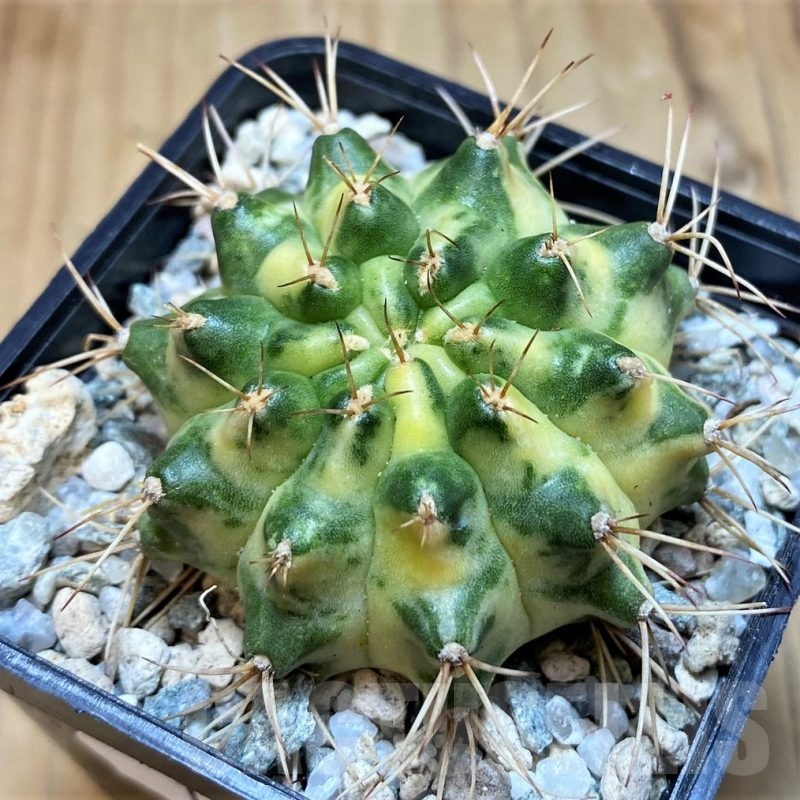 SH19844 Gymnocalycium mihanovichii 'Moon Cram'