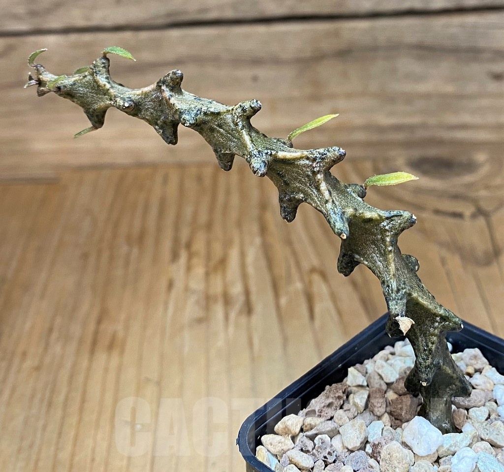 SH19862 Ceropegia armandii