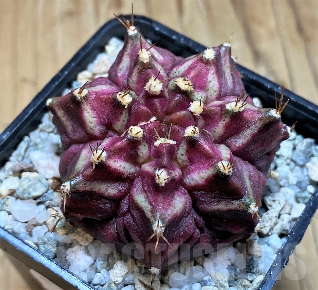 SH19794 Gymnocalycium mihanovichii 'T-Lux' hybrid – Bild 2