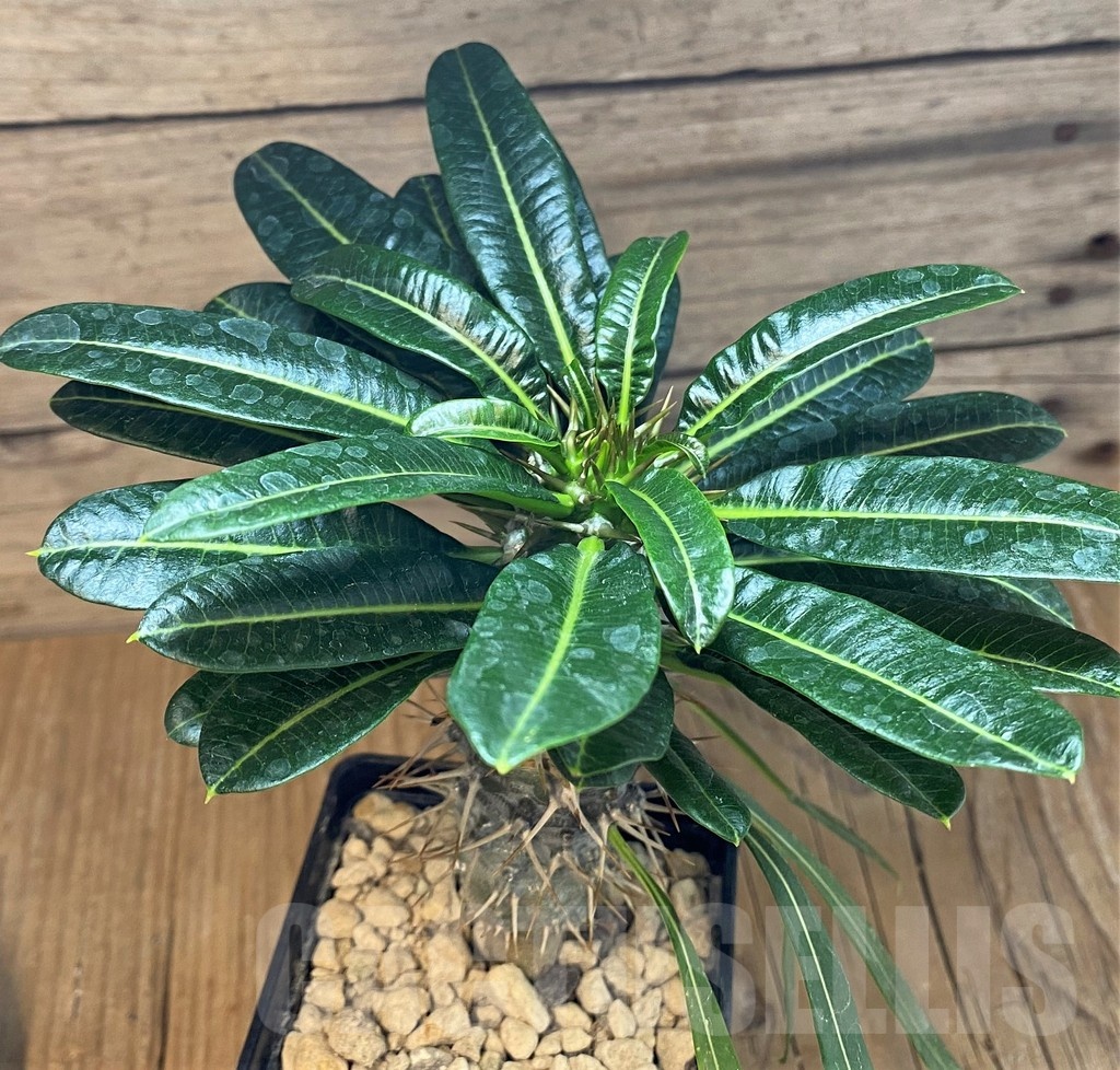 SH19917 Pachypodium lamerei f. monstrosa, ex Cock , grafted