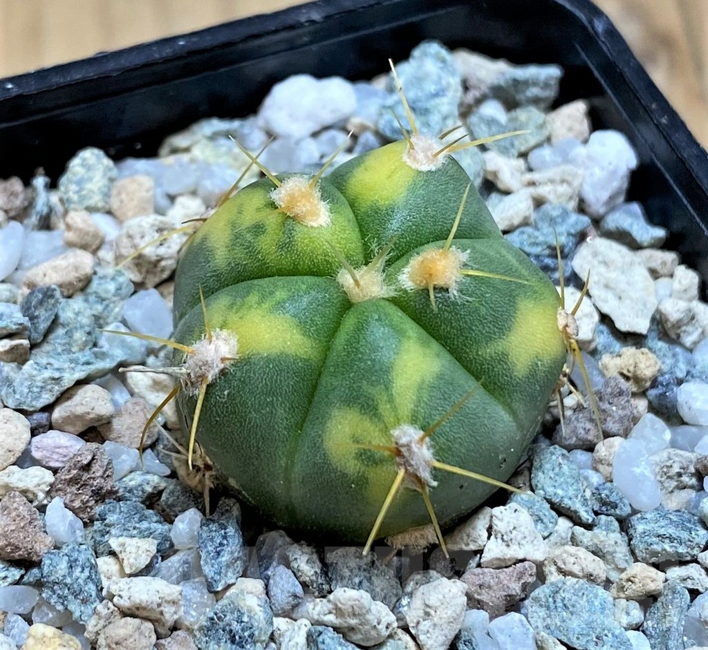 SH19846 Gymnocalycium horstii f. variegata