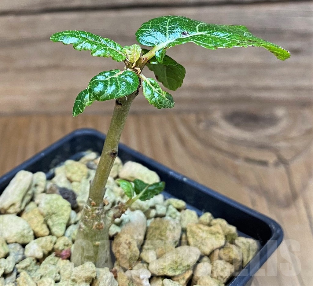 SH19919 Boswellia popoviana -Red flower-