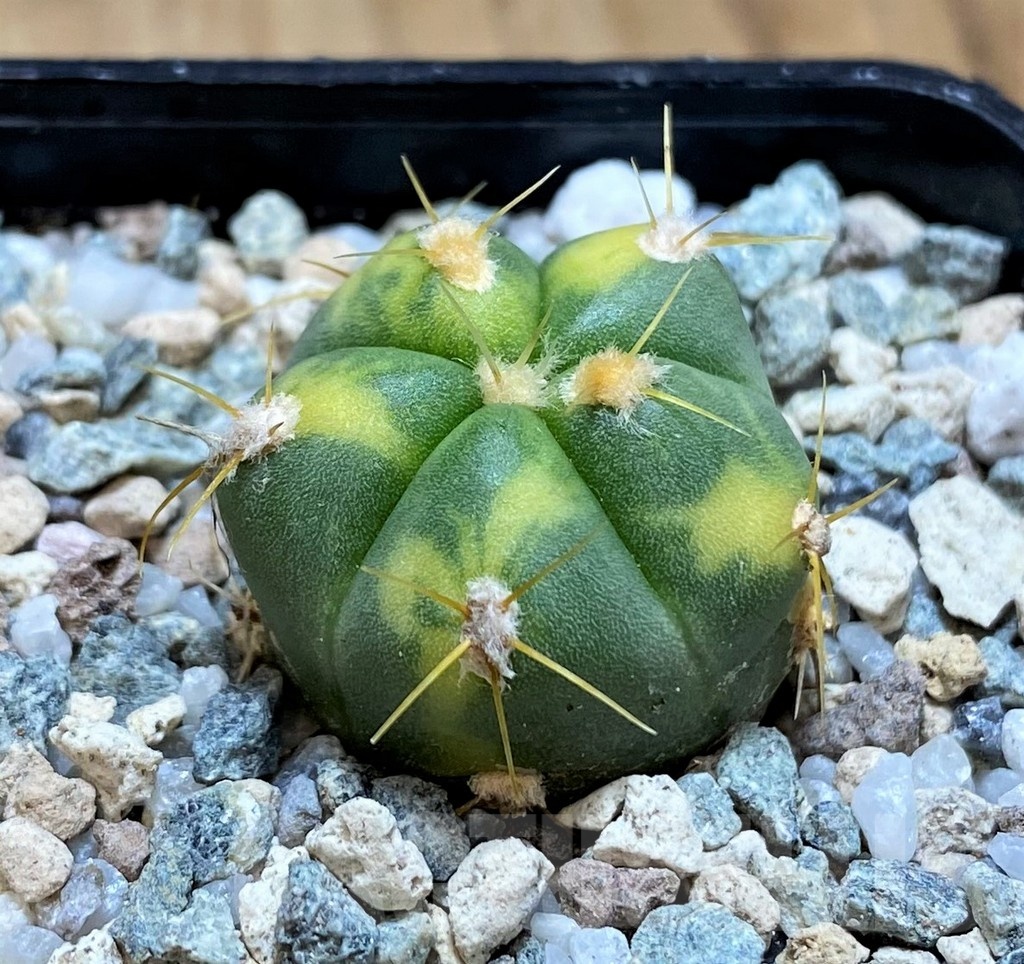 SH19846 Gymnocalycium horstii f. variegata - Imagen 2