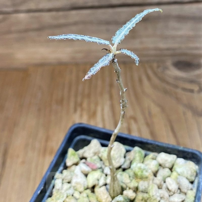 SH19920 Boswellia elongata