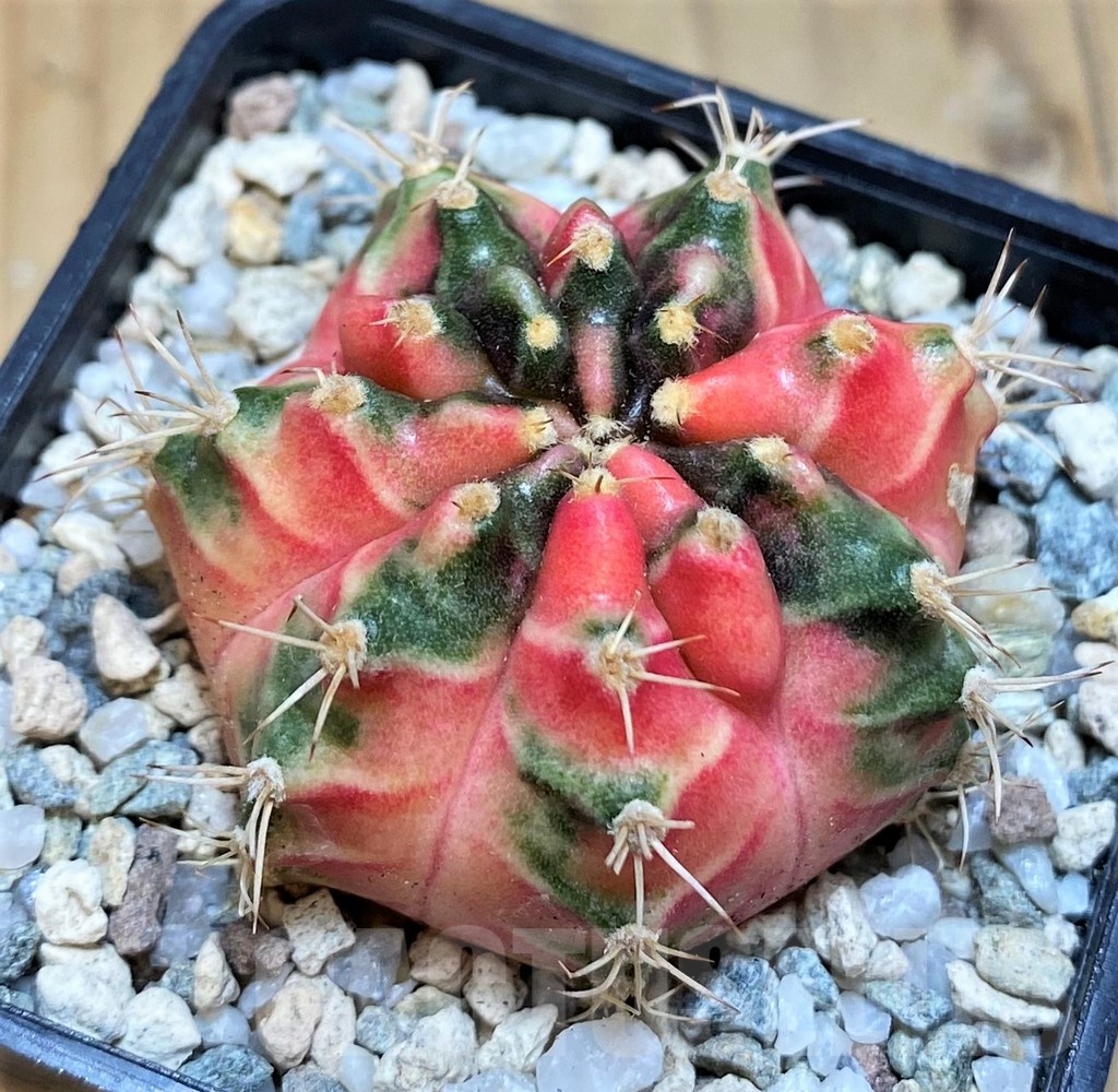 SH19847 Gymnocalycium mihanovichii 'Flower Bomb' - Imagen 2