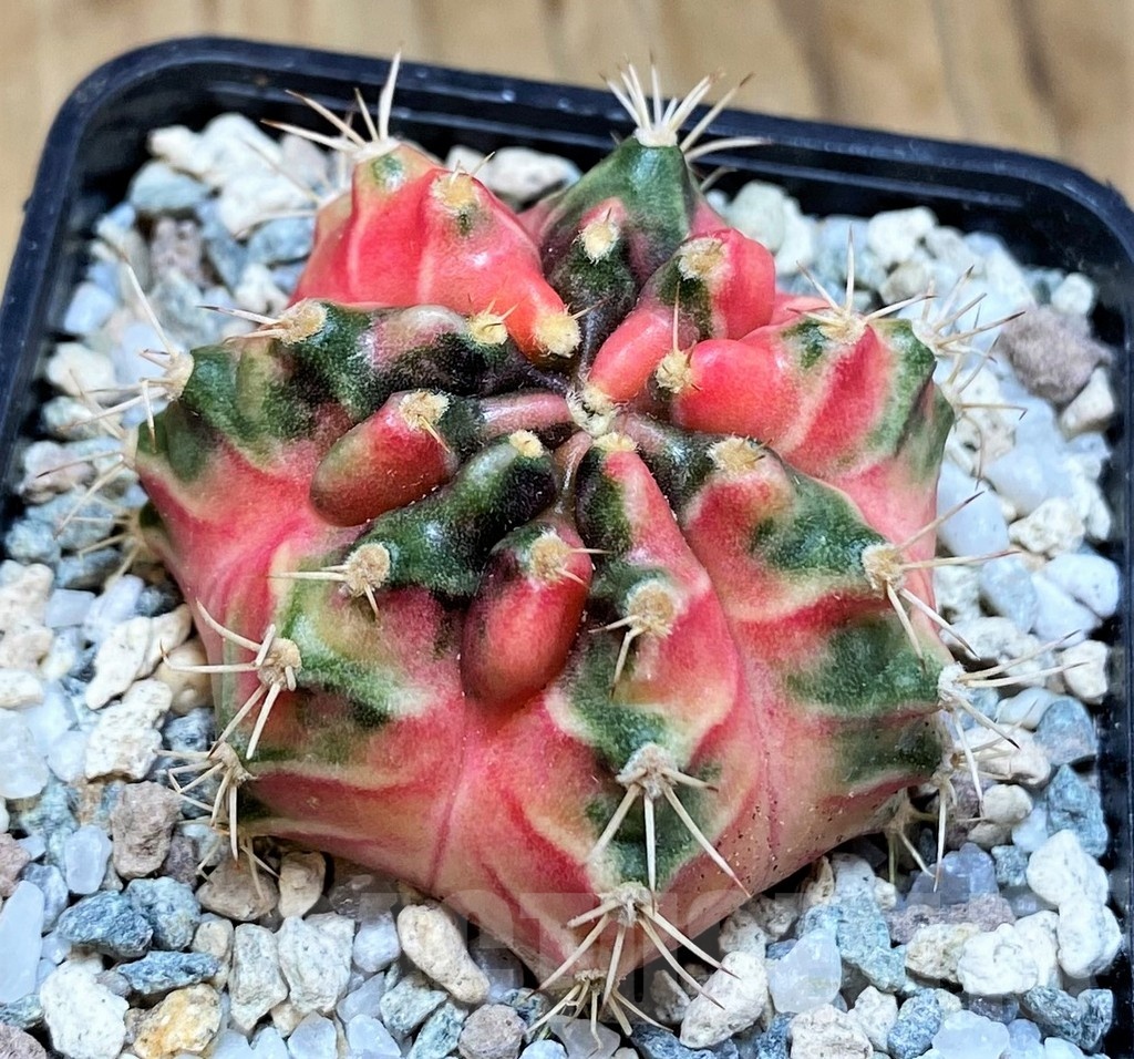 SH19847 Gymnocalycium mihanovichii 'Flower Bomb'