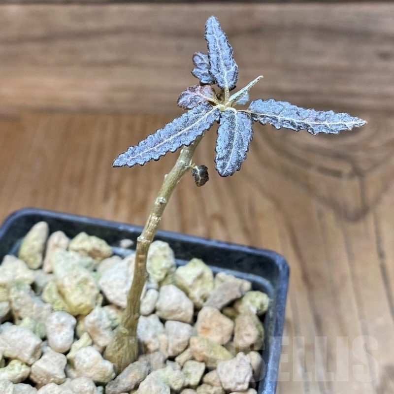 SH19921 Boswellia elongata