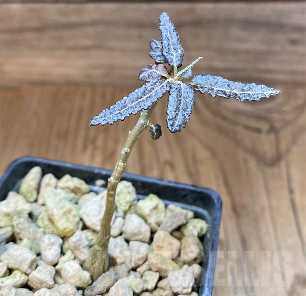 SH19921 Boswellia elongata