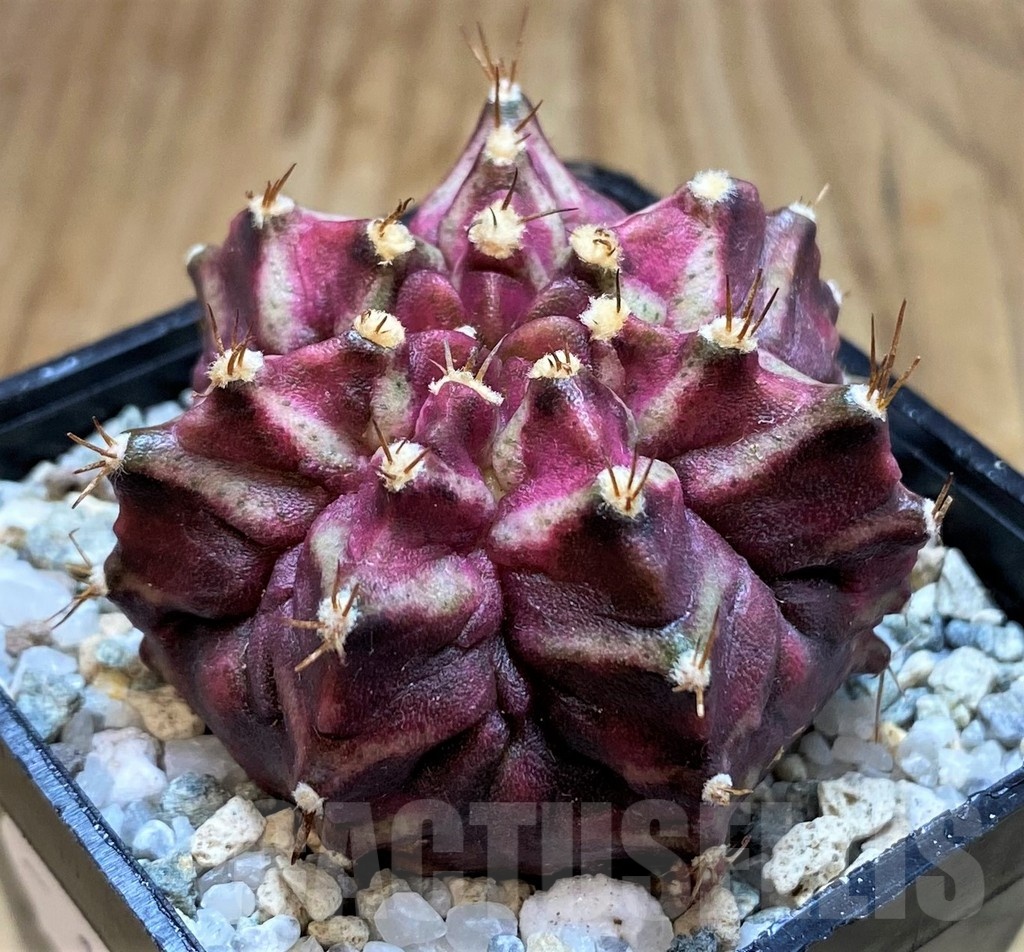 SH19794 Gymnocalycium mihanovichii 'T-Lux' hybrid
