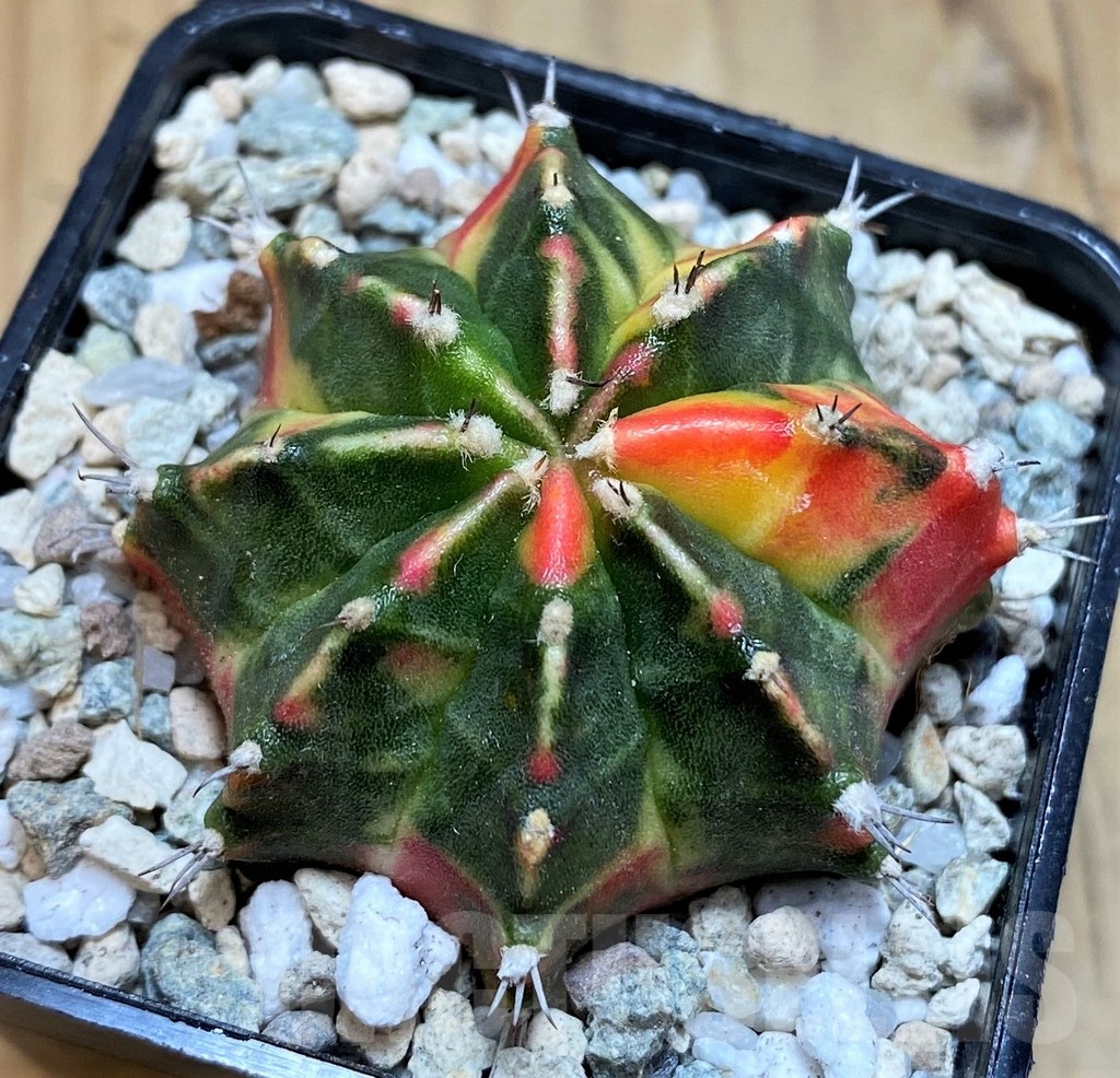 SH19849 Gymnocalycium mihanovichii 'Gamora' - Image 2