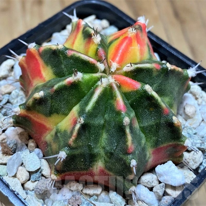 SH19849 Gymnocalycium mihanovichii 'Gamora'