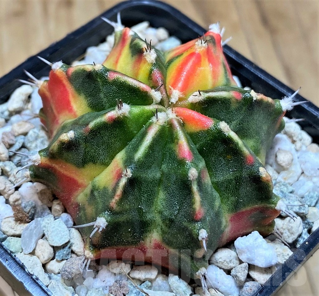 SH19849 Gymnocalycium mihanovichii 'Gamora'