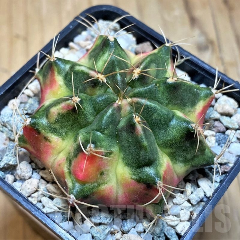 SH19850 Gymnocalycium mihanovichii 'Lover'