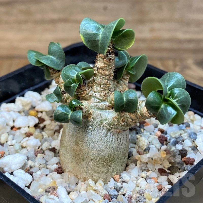 SH19924 Adenium arabicum DHA