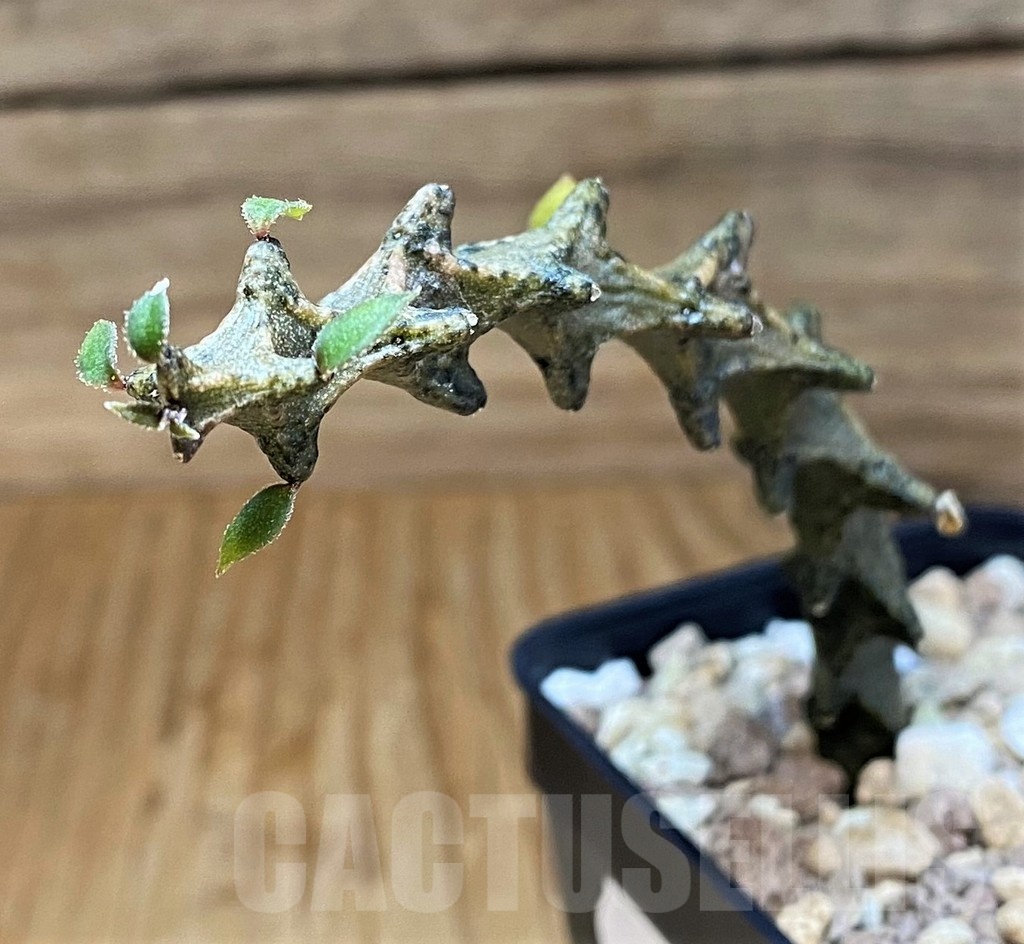 SH19862 Ceropegia armandii - immagine 2