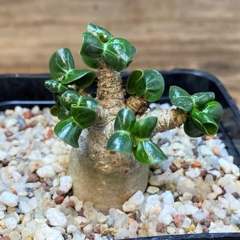 SH19925Adenium arabicum DHA