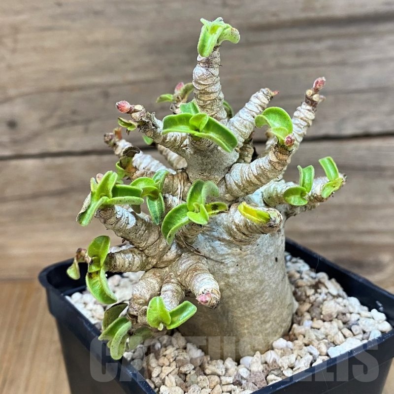 SH19926 Adenium arabicum DHA