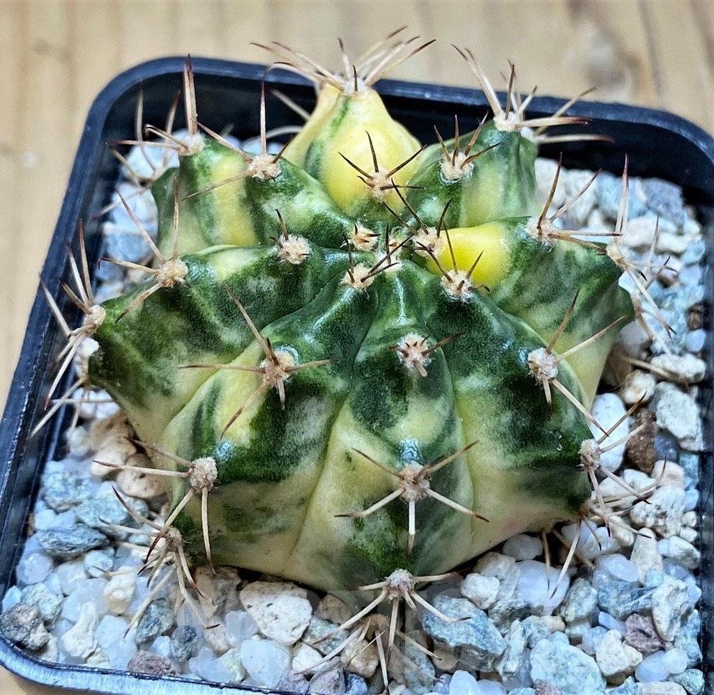 SH19852 Gymnocalycium mihanovichii 'Orange egg'