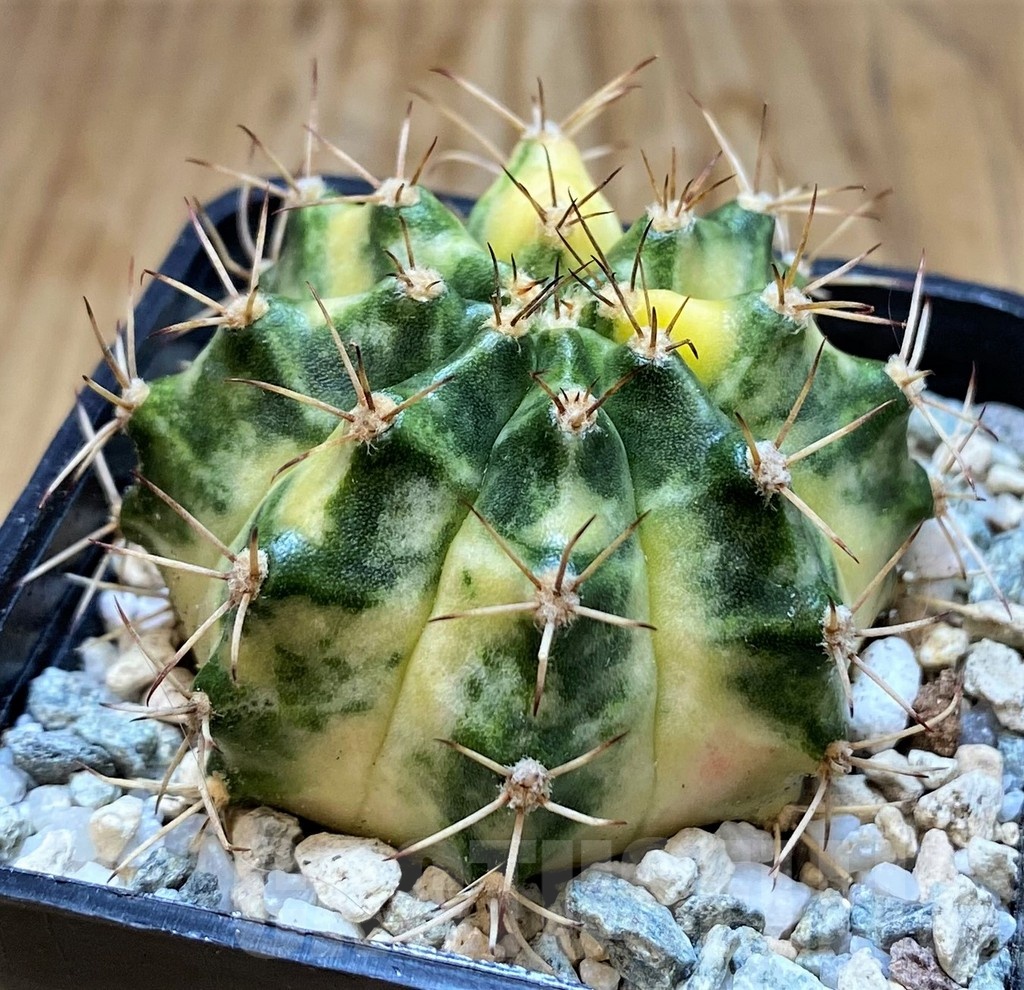 SH19852 Gymnocalycium mihanovichii 'Orange egg' - Obrázek 2