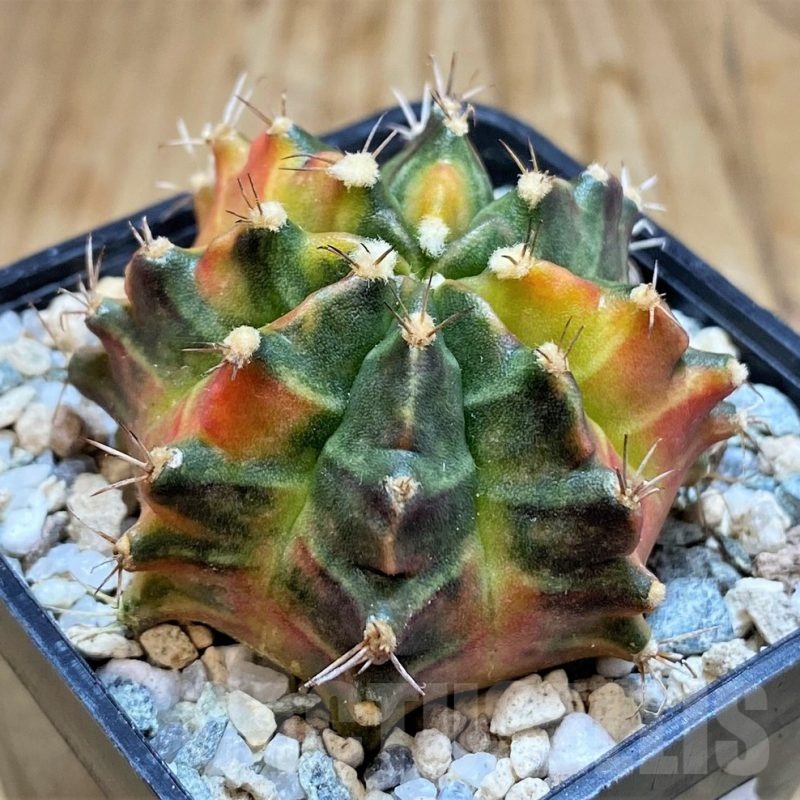 SH19853 Gymnocalycium mihanovichii 'Sepia'
