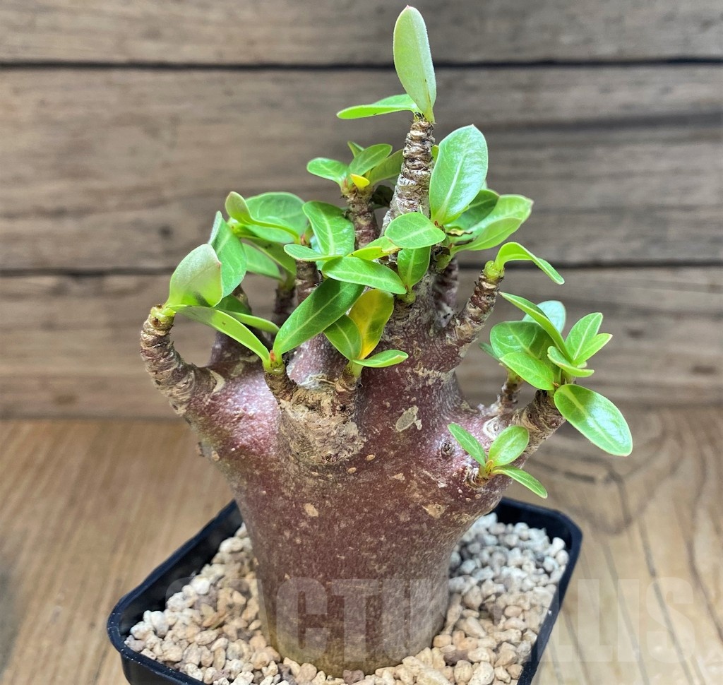 SH19928 Adenium arabicum 'Black Body'