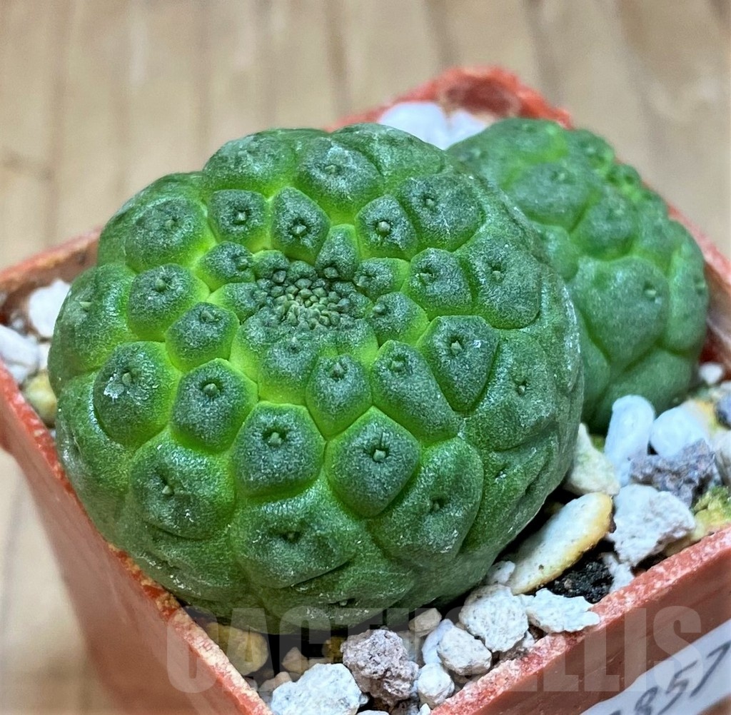 SH19857 Trichocaulon cactiformis