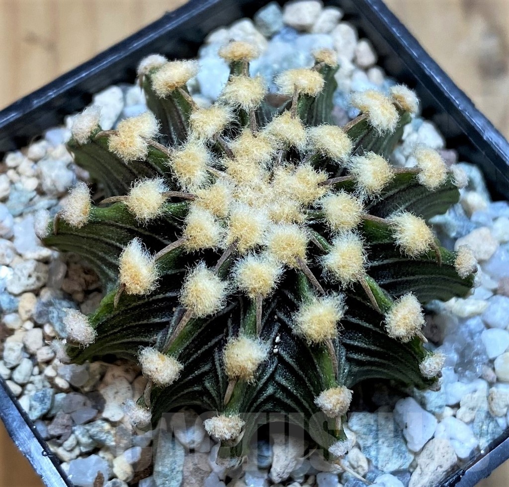 SH19789 Gymnocalycium friedrichii LB2178
