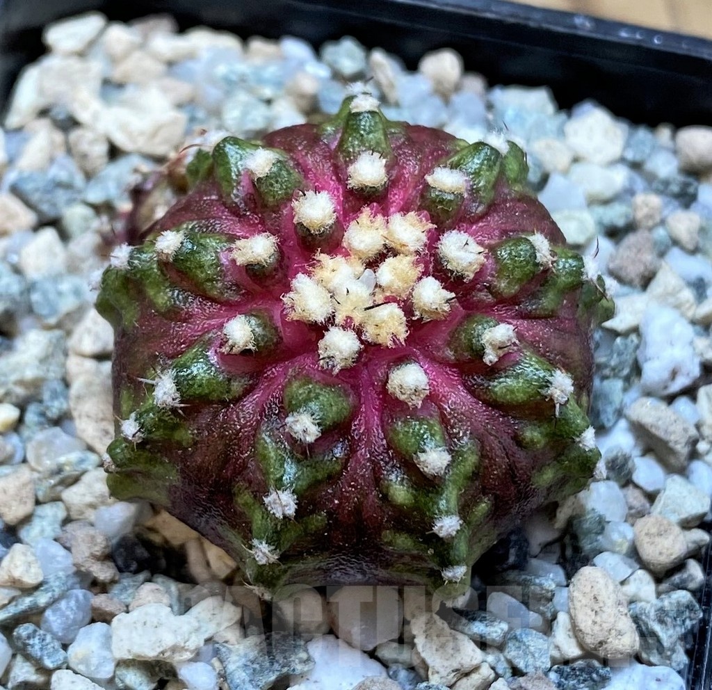 SH19795 Gymnocalycium mihanovichii 'T-Lux' hybrid
