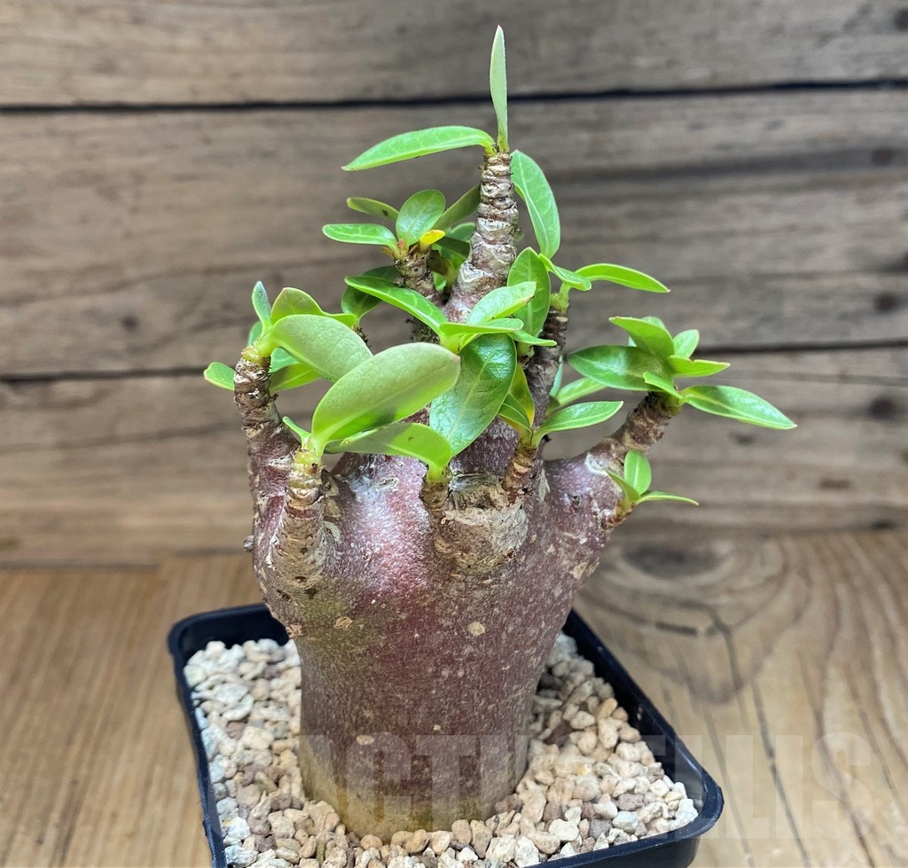 SH19928 Adenium arabicum 'Black Body' - Image 2