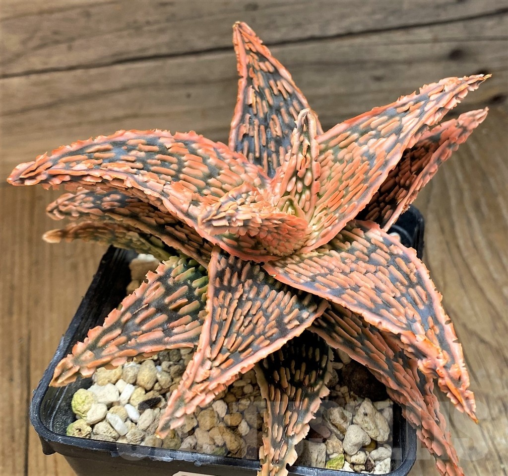 SH19999 Aloe TCT hybrid