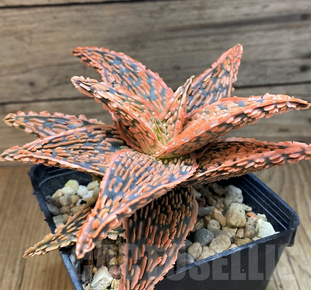 SH19999 Aloe TCT hybrid - Image 3