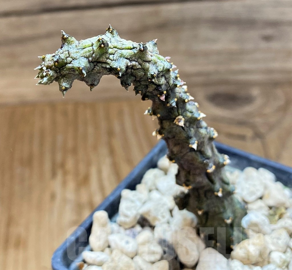 SH19863 Ceropegia stapeliiformis f. monstrosa - immagine 2