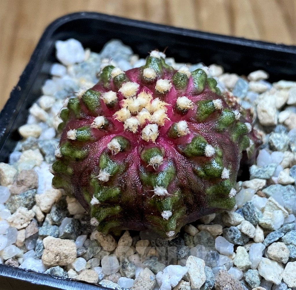 SH19795 Gymnocalycium mihanovichii 'T-Lux' hybrid - Image 2