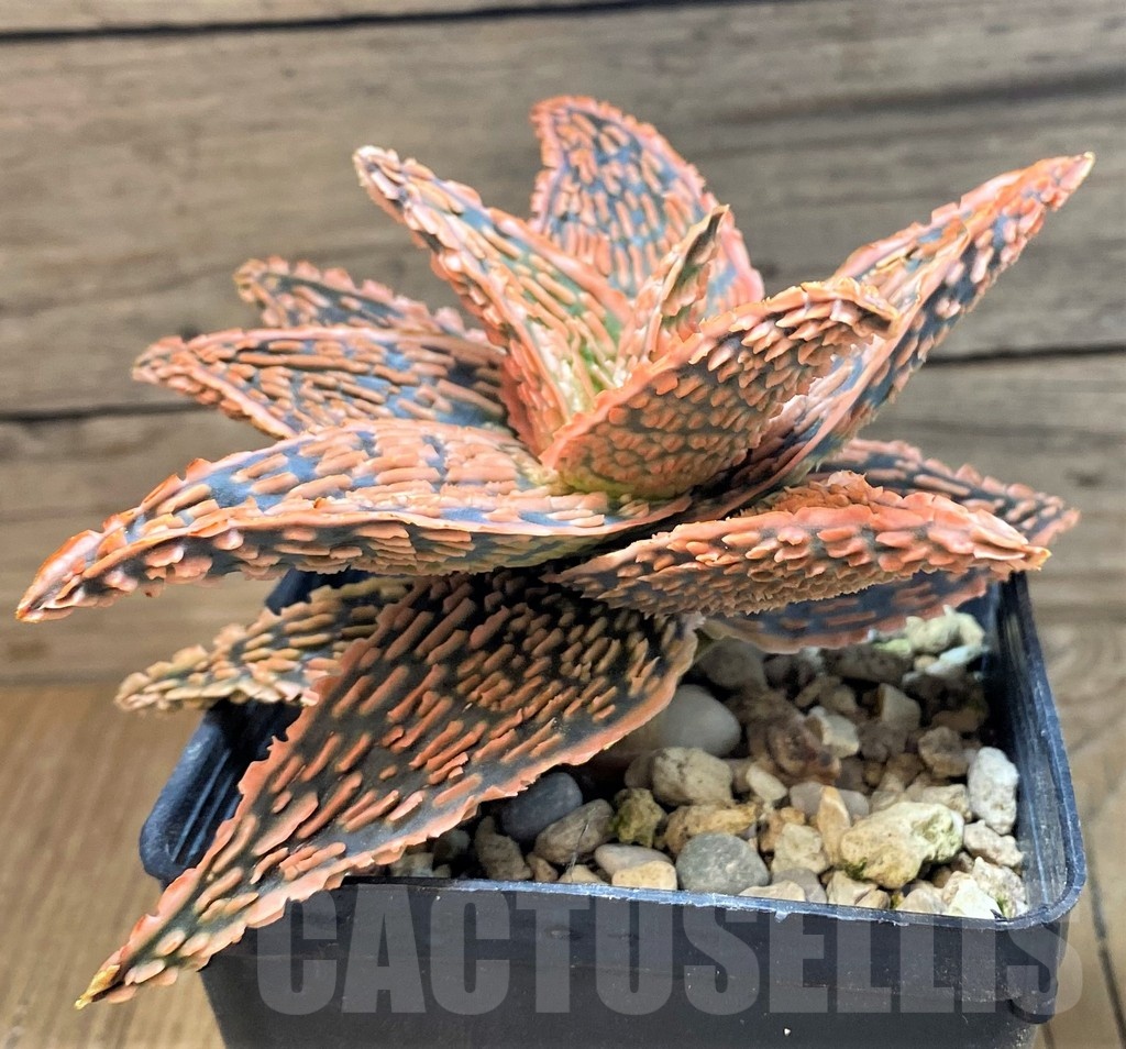 SH19999 Aloe TCT hybrid - Image 2