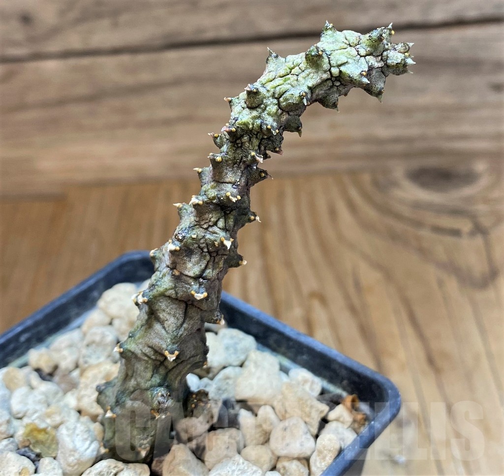 SH19863 Ceropegia stapeliiformis f. monstrosa