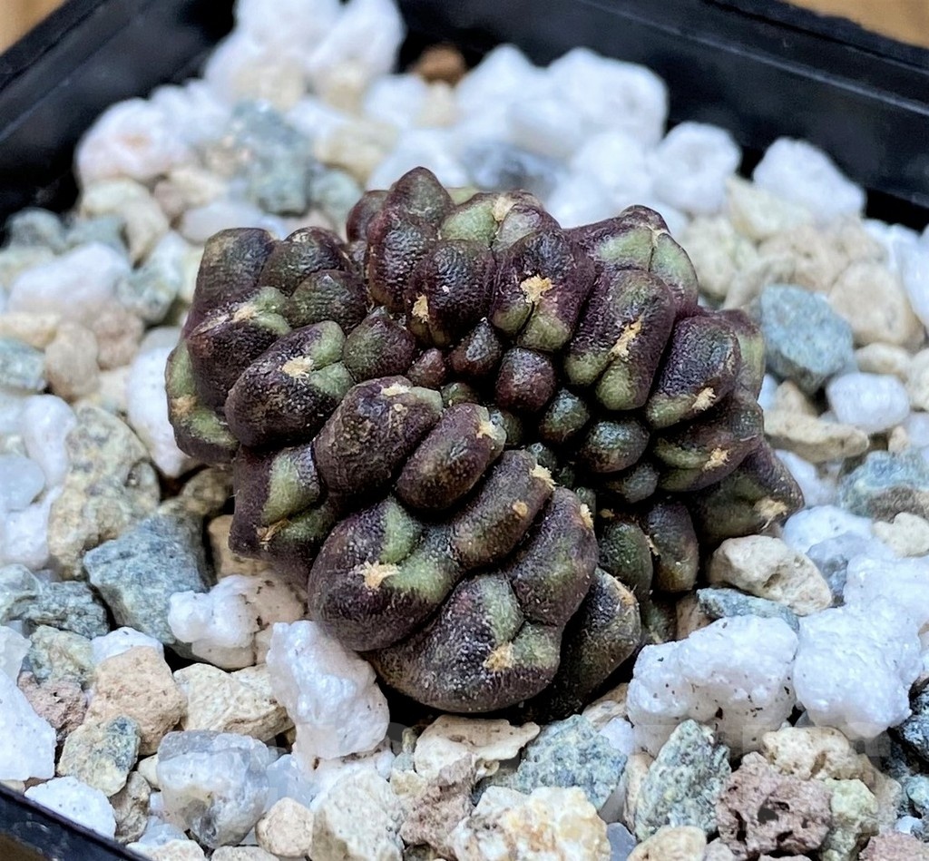 SH19796 Gymnocalycium mihanovichii ‘Day Dream’ f. cristata